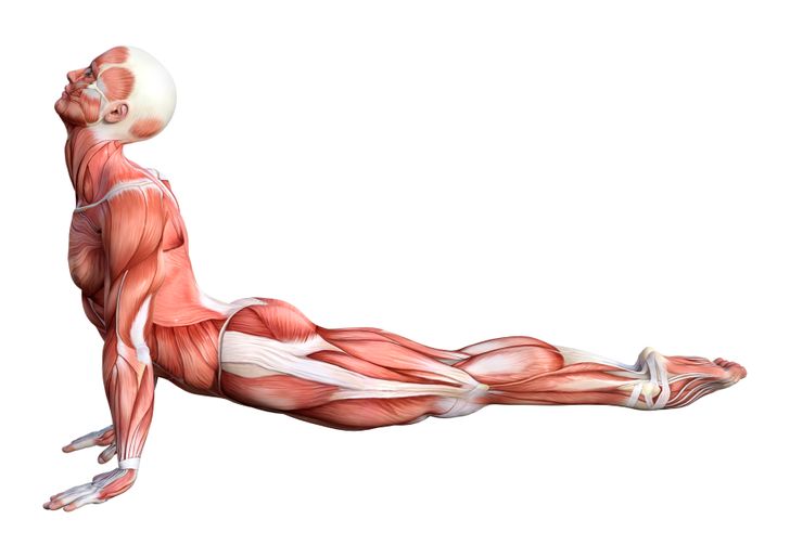 Achieve Cat-Like Flexibility in 4 Weeks