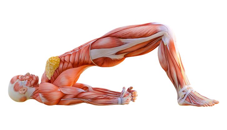Achieve Cat-Like Flexibility in 4 Weeks